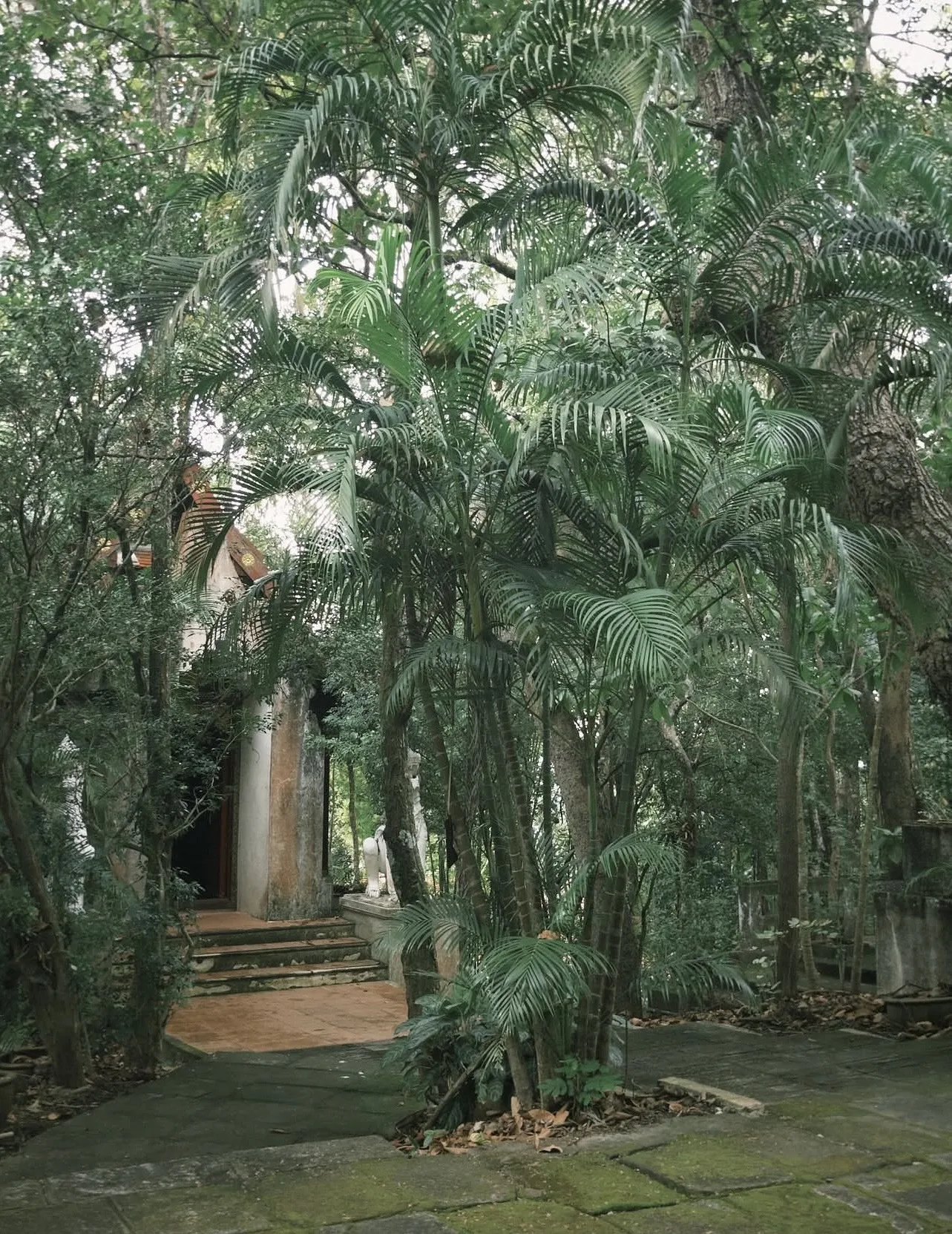 เส้นทางในพงไพร