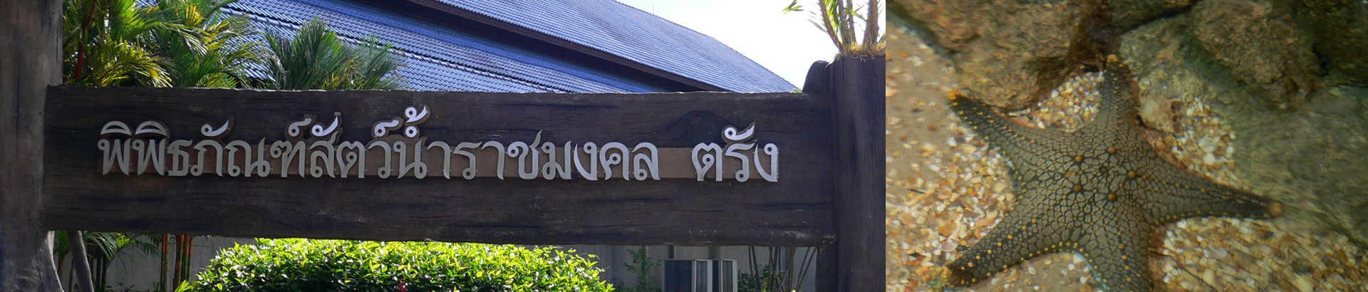 พิพิธภัณฑ์สัตว์น้ำราชมงคลตรัง