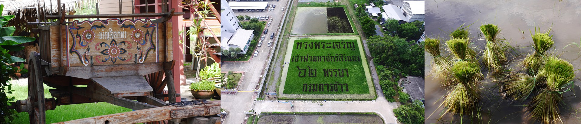 ศูนย์เรียนรู้โครงการพระราชดำริ โรงเรียนข้าวและชาวนา