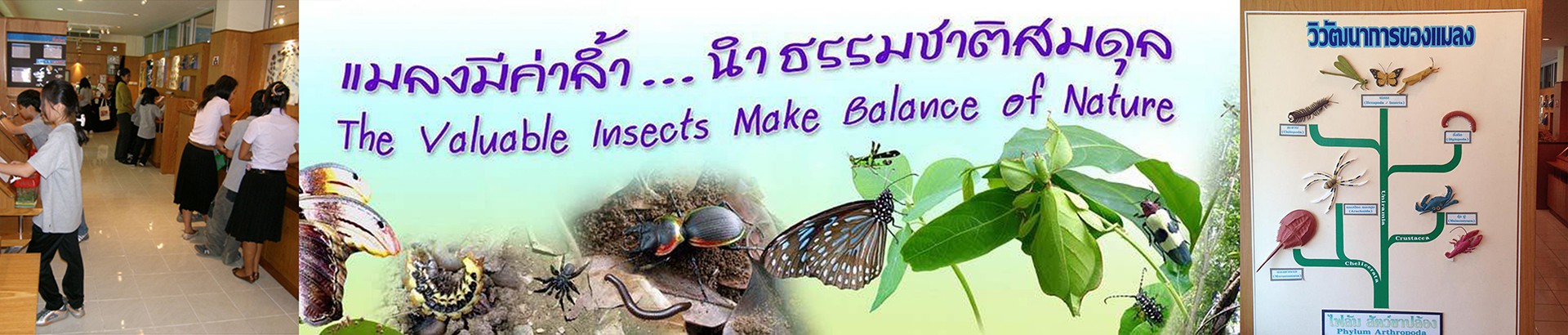 พิพิธภัณฑ์แมลง กรมวิชาการเกษตร