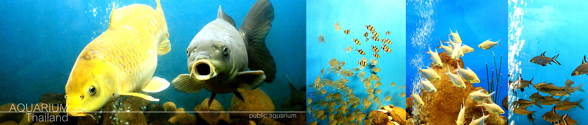 สถานแสดงพันธุ์สัตว์น้ำจืดพะเยา - Image 1