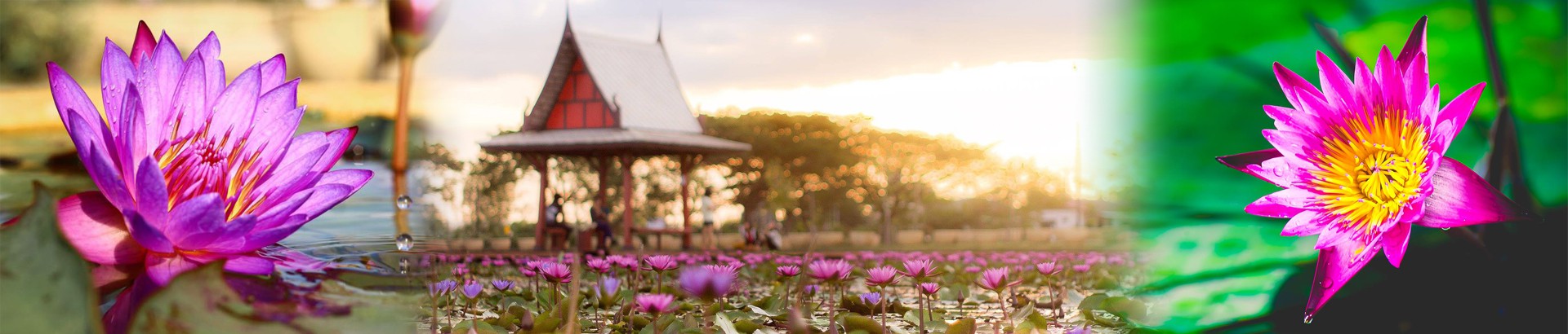 อุทยานบัวเฉลิมพระเกียรติ