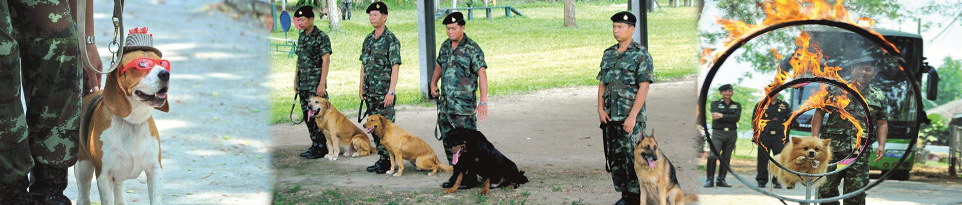 พิพิธภัณฑ์สุนัขทหาร