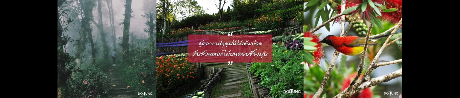 สวนรุกขชาติแม่ฟ้าหลวง(สวนกุหลาบพันปี)