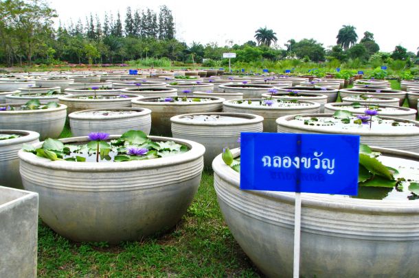 พิพิธภัณฑ์บัว มหาวิทยาลัยเทคโนโลยีราชมงคลธัญบุรี - Image 4
