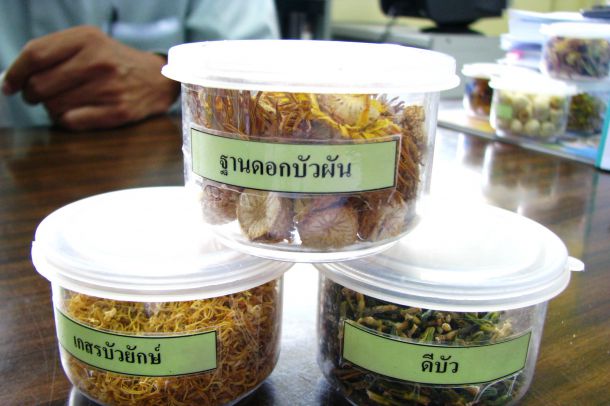 พิพิธภัณฑ์บัว มหาวิทยาลัยเทคโนโลยีราชมงคลธัญบุรี - Image 6