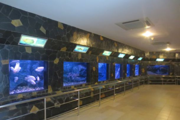 สถานแสดงพันธุ์สัตว์น้ำ เขื่อนป่าสักชลสิทธิ์ - Image 5
