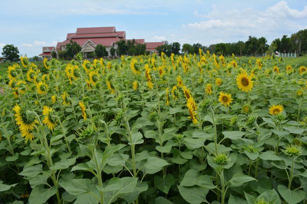 ศูนย์วิทยาศาสตร์เพื่อการศึกษานครพนม - Image 5