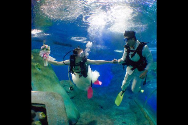 อันเดอร์วอเตอร์ เวิล์ด พัทยา - Image 6