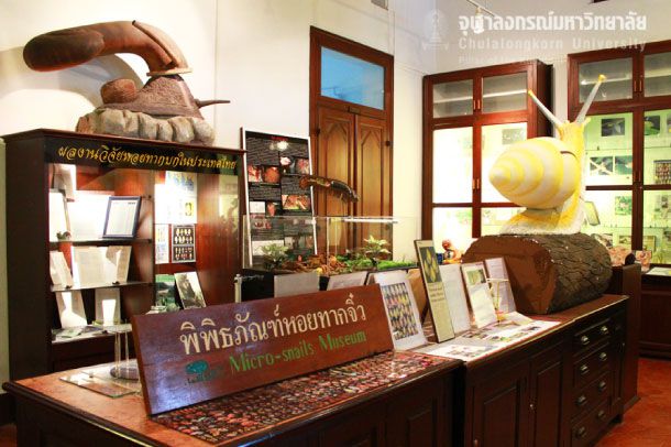 พิพิธภัณฑ์หอยทากของไทย - Image 2