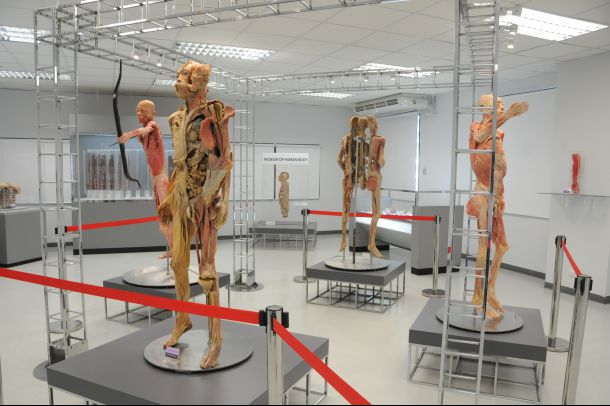 พิพิธภัณฑ์ร่างกายมนุษย์ - Image 3