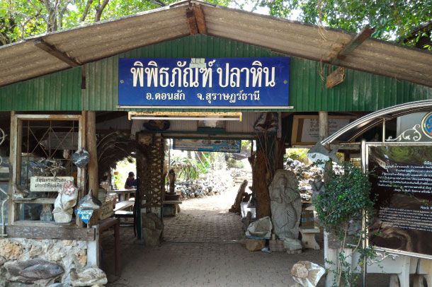 พิพิธภัณฑ์ปลาหิน - Image 2