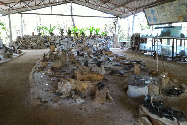 พิพิธภัณฑ์ปลาหิน - Image 6
