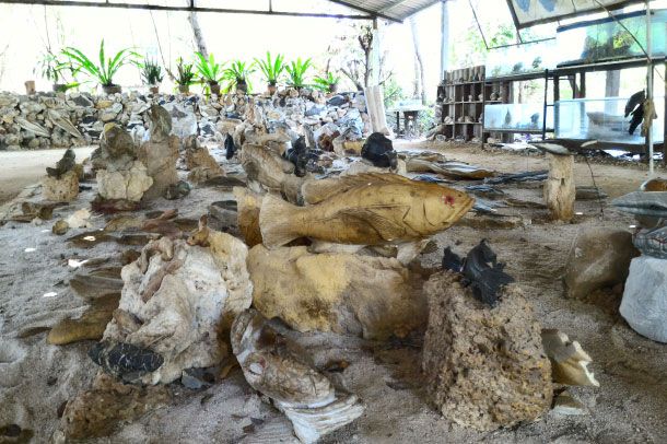 พิพิธภัณฑ์ปลาหิน - Image 3