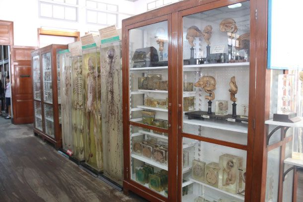 พิพิธภัณฑ์กายวิภาค-คองดอน - Image 3