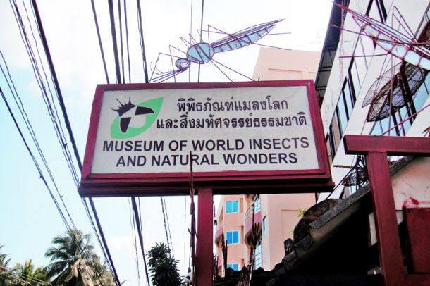 พิพิธภัณฑ์แมลงโลกและสิ่งมหัศจรรย์ธรรมชาติ - Image 2