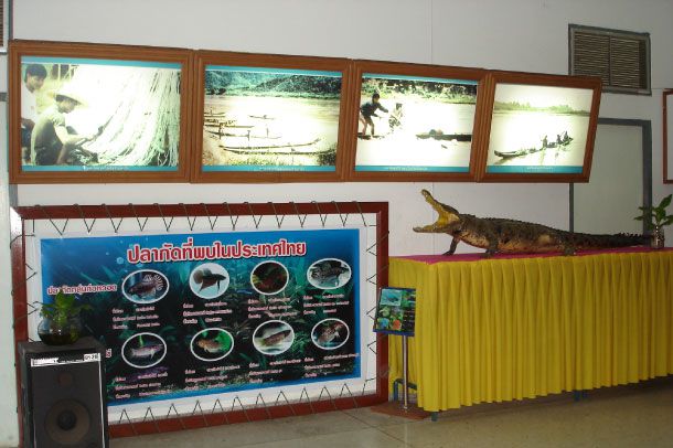 สถานแสดงพันธุ์สัตว์น้ำจืดพะเยา - Image 5