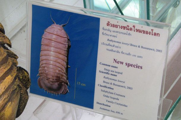 พิพิธภัณฑ์สัตว์และพืชทะเล - Image 4