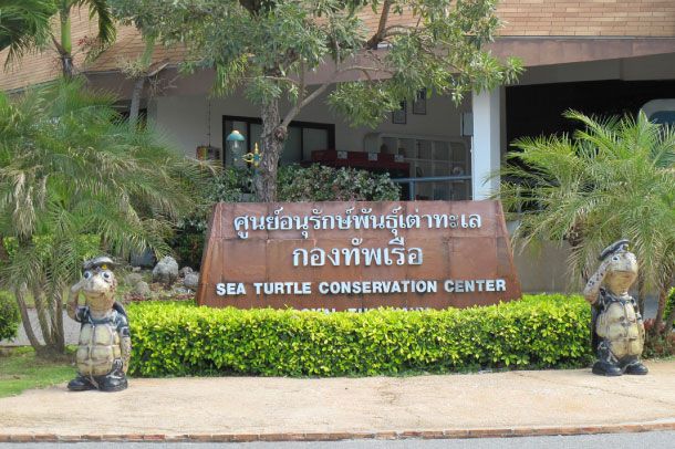 ศูนย์อนุรักษ์พันธุ์เต่าทะเล กองทัพเรือ - Image 2