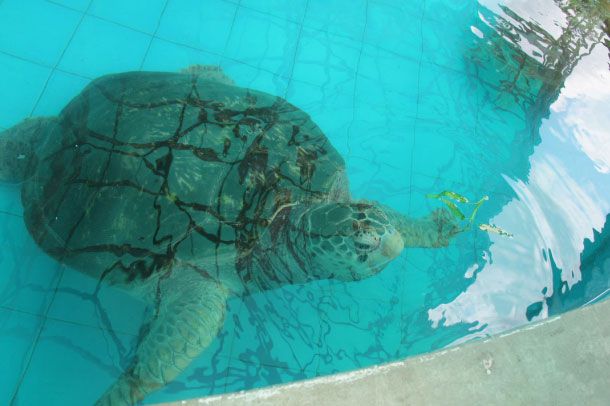 ศูนย์อนุรักษ์พันธุ์เต่าทะเล กองทัพเรือ - Image 6