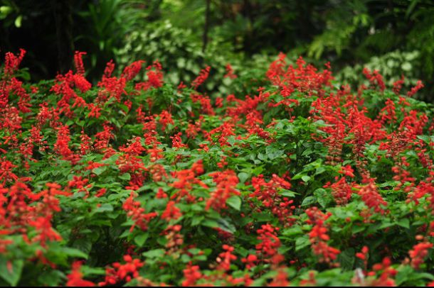 สวนแม่ฟ้าหลวง - Image 3