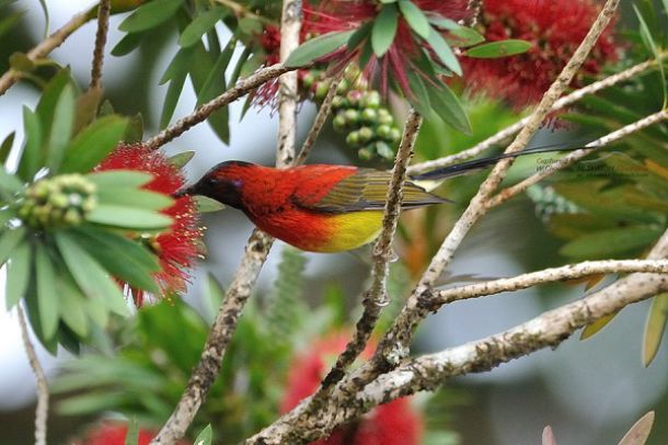 สวนรุกขชาติแม่ฟ้าหลวง(สวนกุหลาบพันปี) - Image 4