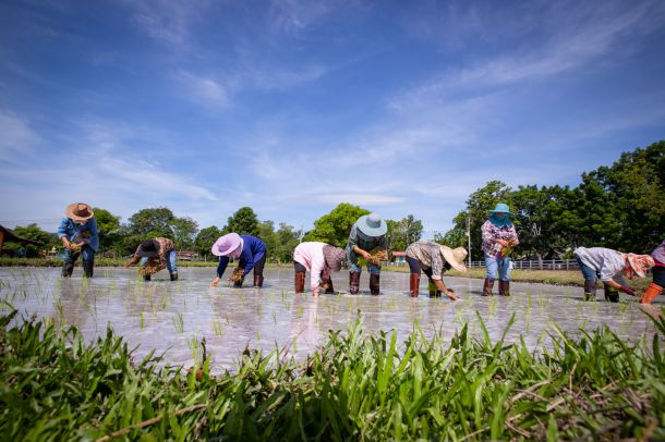 ศูนย์ศึกษาการพัฒนาภูพานอันเนื่องมาจากพระราชดำริ - Image 2