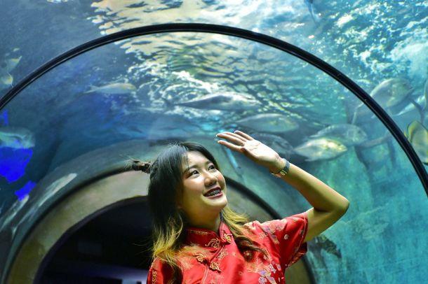 สถานแสดงพันธุ์สัตว์นํ้าภูเก็ต - Image 2