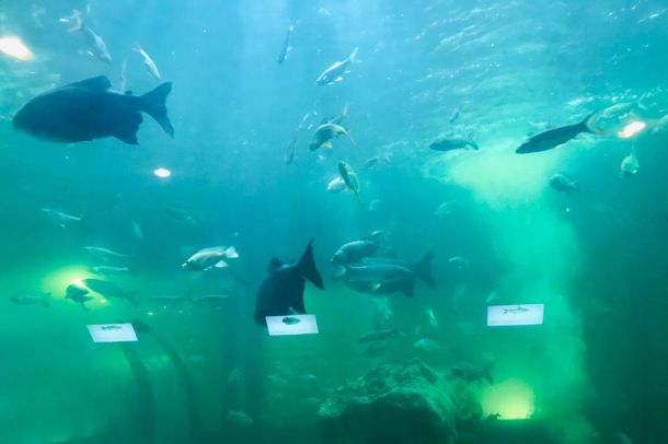 สถานแสดงพันธุ์สัตว์น้ำเทศบาลเมืองร้อยเอ็ด - Image 5
