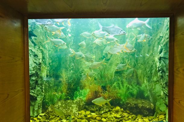 สถานแสดงพันธุ์สัตว์น้ำเทศบาลเมืองร้อยเอ็ด - Image 4