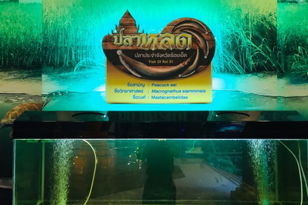สถานแสดงพันธุ์สัตว์น้ำเทศบาลเมืองร้อยเอ็ด - Image 6